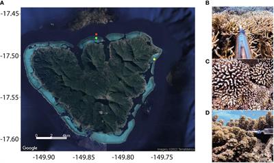 Spatial and diel patterns of volatile organic compounds, DMSP-derived compounds, and planktonic microorganisms around a tropical scleractinian coral colony